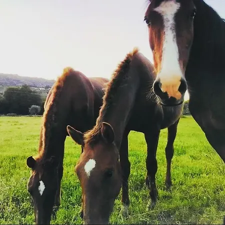 Agro-turismo - Quinta Do Pinheiro בית הארחה