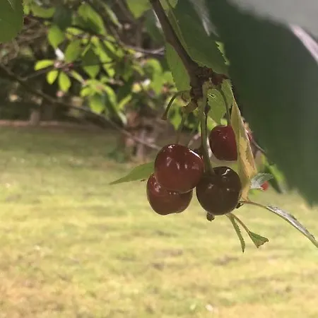 Gæstehus Agro-turismo - Quinta Do Pinheiro Cavadoude