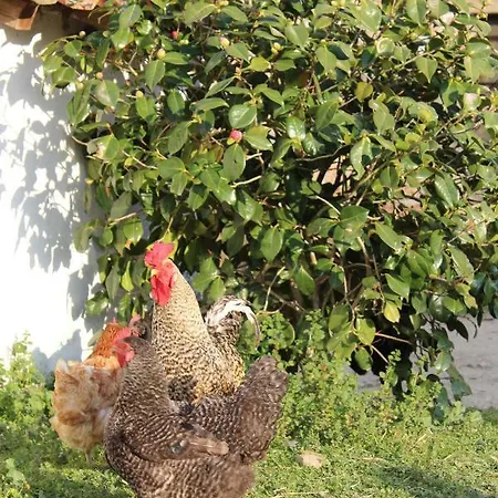 Agro-turismo - Quinta Do Pinheiro * Cavadoude