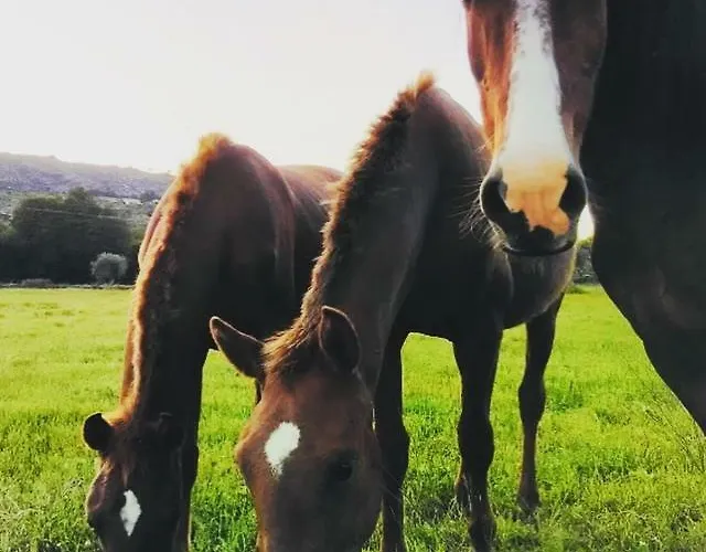 Agro-turismo - Quinta Do Pinheiro بيت ضيافة