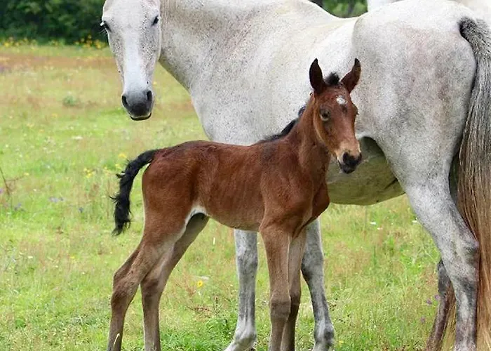 بيت ضيافة Agro-turismo - Quinta Do Pinheiro 4*
