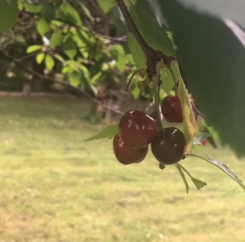 بيت ضيافة Agro-turismo - Quinta Do Pinheiro Cavadoude