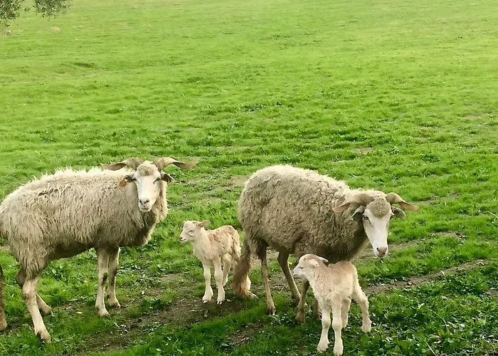 Agro-turismo - Quinta Do Pinheiro 4* Cavadoude