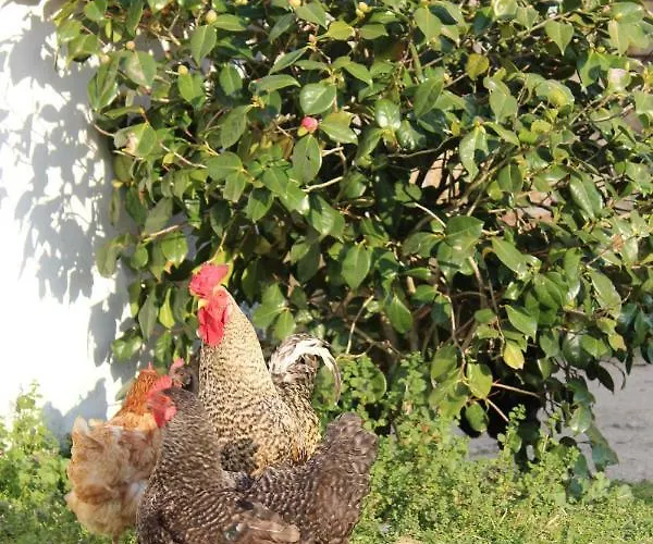 Agro-turismo - Quinta Do Pinheiro 4* Cavadoude