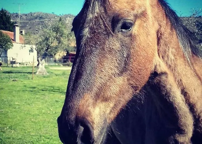 Agro-turismo - Quinta Do Pinheiro بيت ضيافة