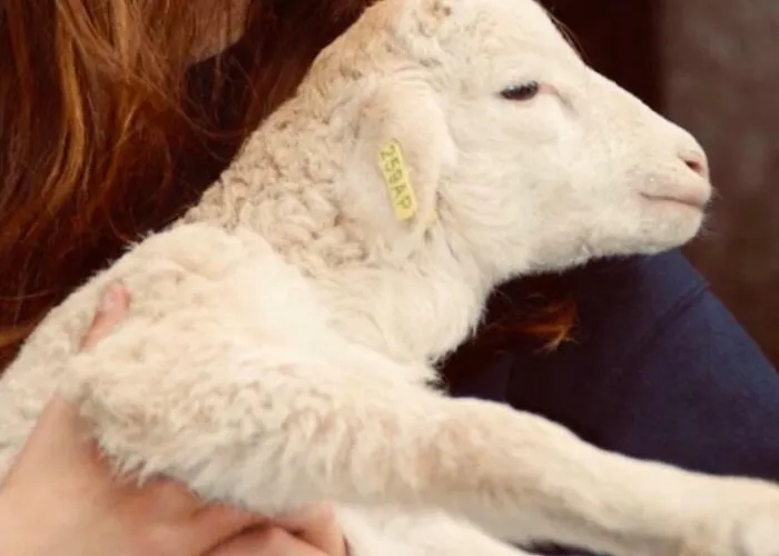 Agro-turismo - Quinta Do Pinheiro